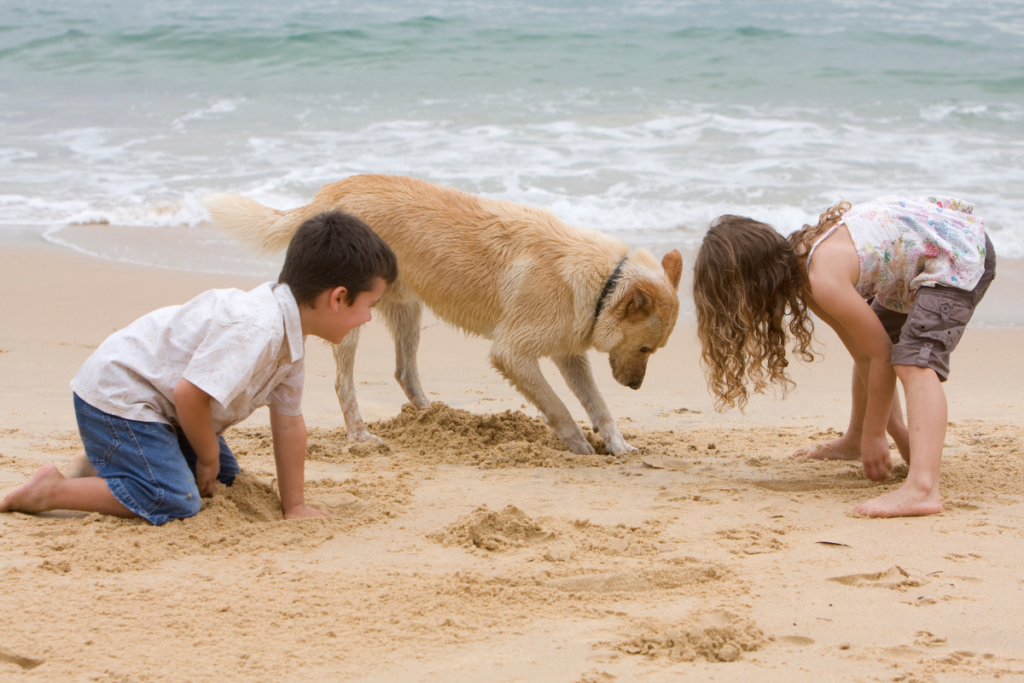 Best Beaches For Dogs In Cornwall